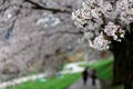 Leisure walk under a romantic archway of cherry blossom trees Sakura Namiki in Kyoto