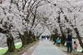 Leisure walk under a romantic archway of cherry blossom trees & x28; sakura namiki & x29; by Sewaritei river Royalty Free Stock Photo