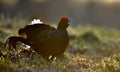 Leking Black grouse (Tetrao tetrix) Royalty Free Stock Photo