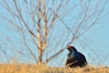 Leking black grouse Tetrao tetrix, blackgame (Lyrurus tetrix). Royalty Free Stock Photo