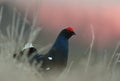 Leking black grouse Tetrao tetrix, blackgame (Lyrurus tetrix). Close up Portrait of a lekking black grouse (Tetrao Royalty Free Stock Photo