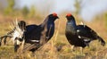 The Leking Black Grouses (Tetrao tetrix). Royalty Free Stock Photo