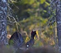 Leking Capercaillie (Tetrao urogallus) male in the spring forest. Royalty Free Stock Photo