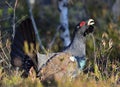 Leking Capercaillie (Tetrao urogallus) Royalty Free Stock Photo