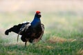 Lekking Black Grouse