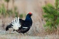 Lekking Black Grouse Royalty Free Stock Photo