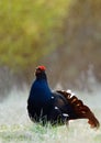 Lekking Black Grouse Royalty Free Stock Photo