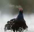 Lekking Black Grouse Royalty Free Stock Photo