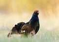 Lekking Black Grouse Royalty Free Stock Photo