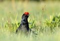 Lekking black grouse