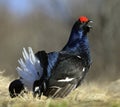 Lekking Black Grouse ( Lyrurus tetrix). Royalty Free Stock Photo