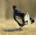 Lekking Black Grouse ( Lyrurus tetrix). Royalty Free Stock Photo