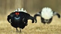 Lekking Black Grouse ( Lyrurus tetrix). Royalty Free Stock Photo