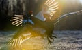 Lekking Black Grouse ( Lyrurus tetrix). Royalty Free Stock Photo