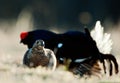 Lekking Black Grouse ( Lyrurus tetrix). Male and female. Royalty Free Stock Photo