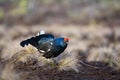 Lekking black grouse on morning swamp. Spring colors of moors with black grouse, blackcock, Black Grouse lek, bog Royalty Free Stock Photo