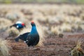 Lekking black grouse on morning swamp. Spring colors of moors with black grouse, blackcock, Black Grouse lek, bog Royalty Free Stock Photo