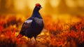 Lekking black grouse on spring swamp. Spring colors of moors with black grouse, blackcock. Male Black Grouse lek game at sunrise