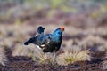 Lekking black grouse on swamp ready for fighting. Spring colors of moors with black grouse, blackcock, Black Grouse lek Royalty Free Stock Photo