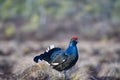 Lekking black grouse on swamp ready for fighting. Spring colors of moors with black grouse, blackcock, Black Grouse lek Royalty Free Stock Photo