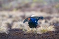 Lekking black grouse on swamp ready for fighting. Spring colors of moors with black grouse, blackcock, Black Grouse lek Royalty Free Stock Photo