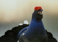 Lekking black grouse Tetrao tetrix. Early morning Sunrise Backlight.Springtime Royalty Free Stock Photo