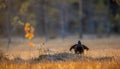 Lekking black grouse Tetrao tetrix. Sunrise Backlight. Royalty Free Stock Photo