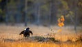 Lekking black grouse Tetrao tetrix. Sunrise Backlight. Royalty Free Stock Photo