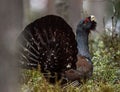 Lekking Capercaillie Tetrao urogallus male in the spring fores Royalty Free Stock Photo