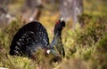 Lekking Capercaillie Tetrao urogallus male in the spring fores