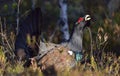 Lekking Capercaillie (Tetrao urogallus) male in the spring forest. The western capercaillie (Tetrao urogallus)