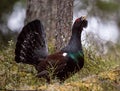 Lekking Capercaillie Tetrao urogallus male in the spring fores Royalty Free Stock Photo