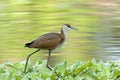 Lelie-loper, African Jacana, Actophilornis africanus