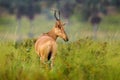 Lelwel hartebeest, Alcelaphus buselaphus lelwel, also known as Jackson`s hartebeest antelope, in the green vegetation in Africa.