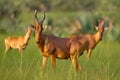 Lelwel hartebeest, Alcelaphus buselaphus lelwel, also known as Jackson`s hartebeest antelope, in the green vegetation in Africa.