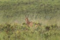 Lelwel hartebeest, alcelaphus buselaphus lelwel, Jackson`s hartebeest