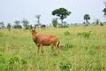 Lelwel Hartebeest antelope, Uganda