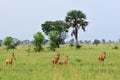 Lelwel Hartebeest antelopes, Uganda