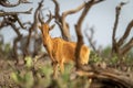 Lelwel hartebeest stands watching camera through bushes