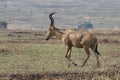 Lelwel Hartebeest walking on the scorched savanna during the dry