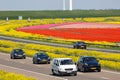 Dutch motorway near lelystad along colorful tulip fields and windturbines