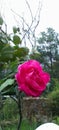 Lembang west java indonesia november 27th 2023 a pink rose on the garden