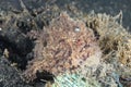 Lembeh Hispid Frogfish