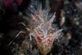 Tiger Shrimp on Black Sand in Lembeh Strait Royalty Free Stock Photo