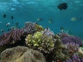 Underwater Life Of Lembongan Island, Bali, Indonesia. Royalty Free Stock Photo