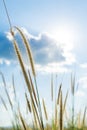 Lemma grass that light of sun shining behind with bright blue sk Royalty Free Stock Photo