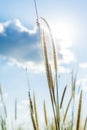 Lemma grass that light of sun shining behind with bright blue sk Royalty Free Stock Photo