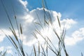 Lemma grass that light of sun shining behind with bright blue sk Royalty Free Stock Photo