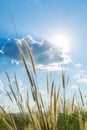 Lemma grass that light of sun shining behind with bright blue sk Royalty Free Stock Photo