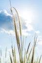 Lemma grass that light of sun shining behind with bright blue sk Royalty Free Stock Photo